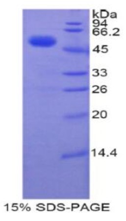 SDS PAGE (TFAM-654H).jpg